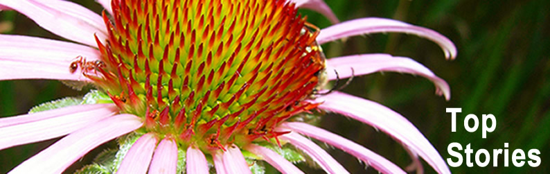 Top Stories (Purple Coneflower)